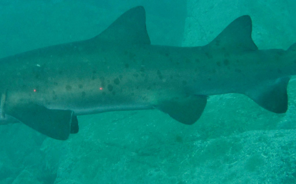 ff1cac0f-6066-4d29-849d-78d341cc5ec3