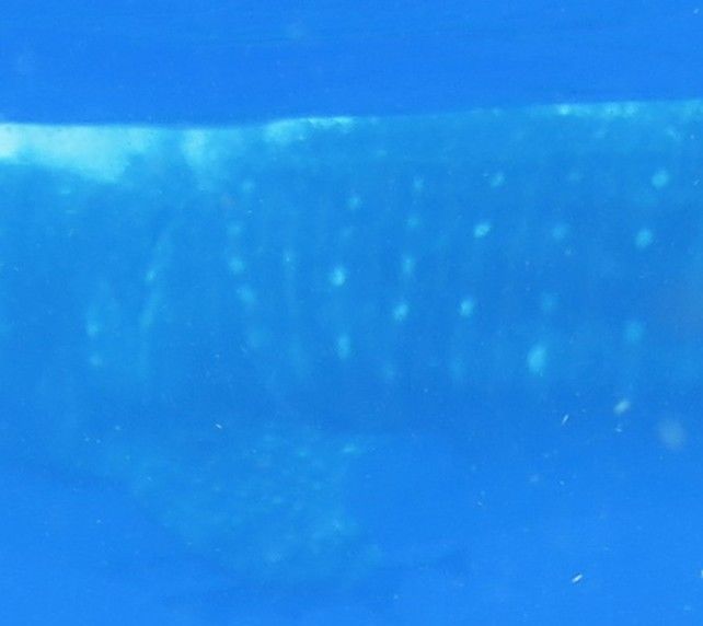 b8a4ddf7-a418-45b7-8fca-d8ed000890fb