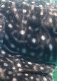 8825f99c-e5c7-4dda-8123-38e736dc144c