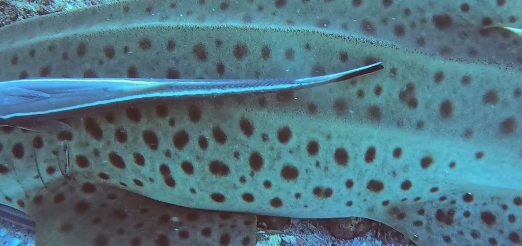 2a5f80dc-c72e-4715-bc91-2d9eef0ab096