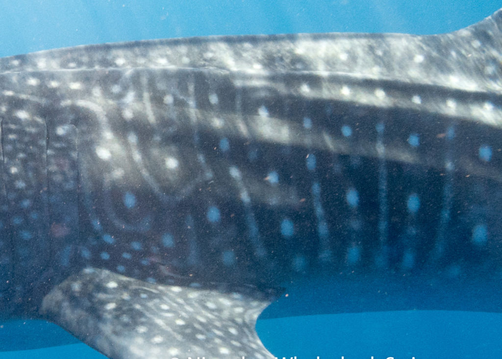 0d44e2f9-aba8-4bba-b50d-c39597431073