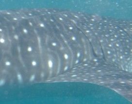 5311b52a-3e90-40b9-9aa0-9e55f525c141