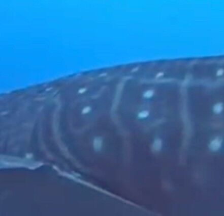 e0a53120-8634-4bdb-ac68-2453a670d52c