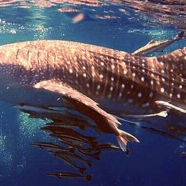 2a8ea8cb-0070-430d-b298-59f2d631bd7d