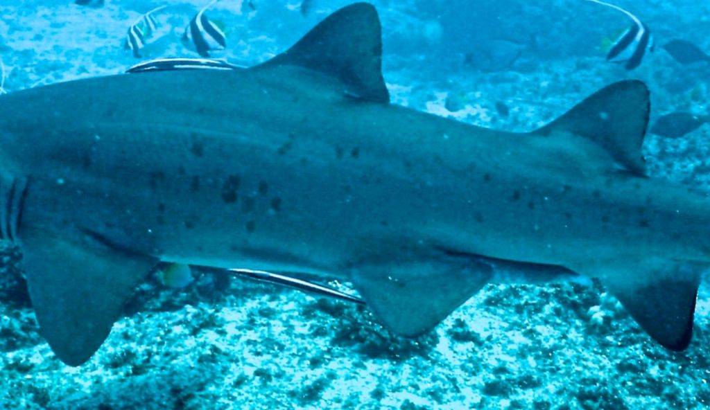 5ae4416e-1b1c-41a4-a353-b2ef310dff59