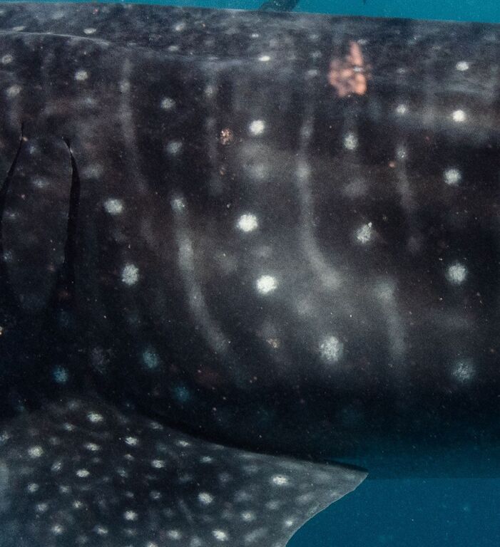 087d2650-8e89-4a25-8e2a-81c6a10a246f