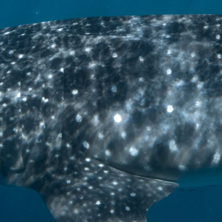 8ba4c2b9-f932-4fde-b07f-1869eadf1c28