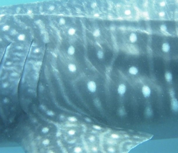 37e7ba61-f91f-4b03-a392-b636e67893a4