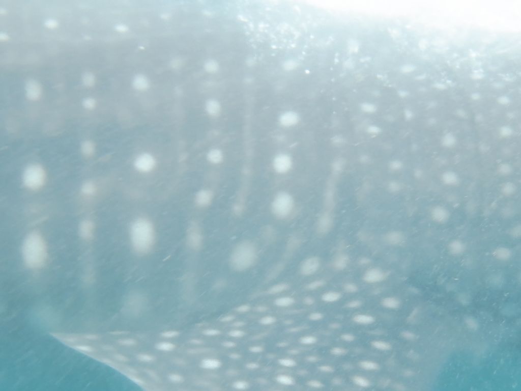 fcaabf24-a2a7-4444-9e38-f8c36368f3a8