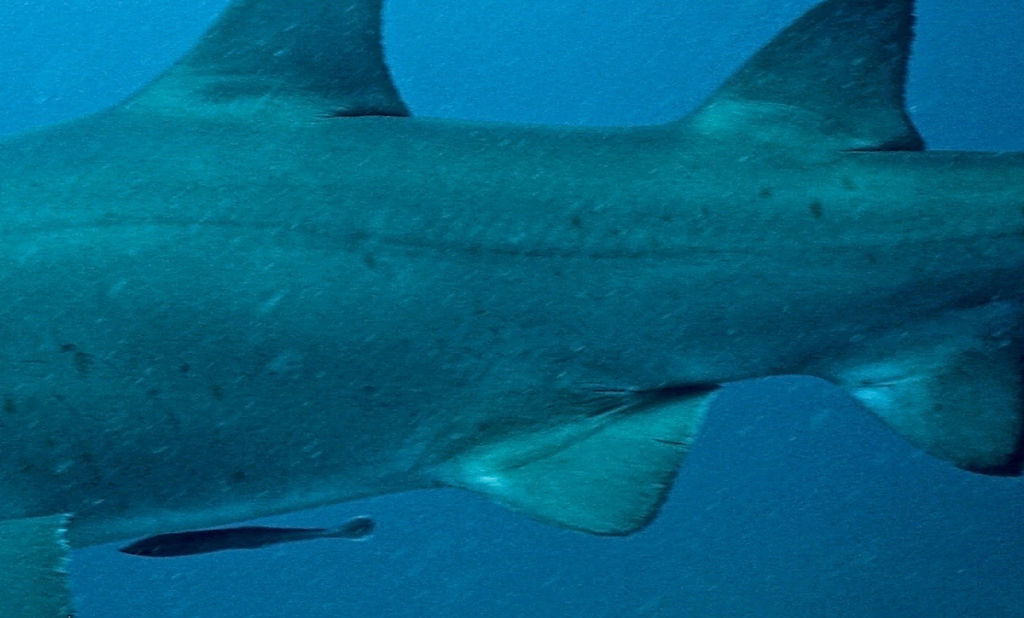 195858c3-faf0-4069-bcf4-1027850be841