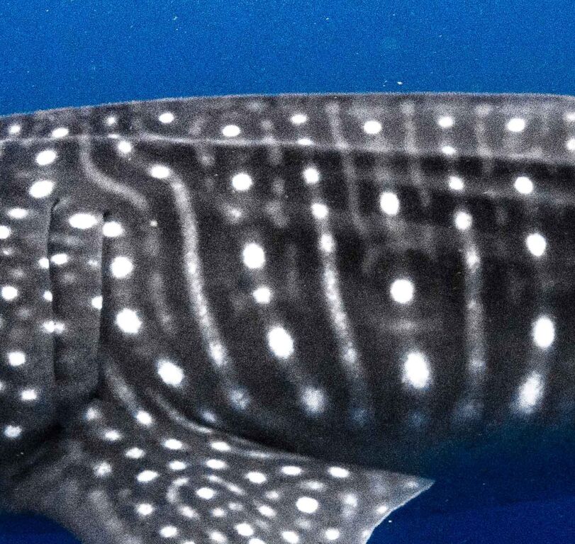 13f331b3-8c5b-4bdf-9936-a3f81ab70118