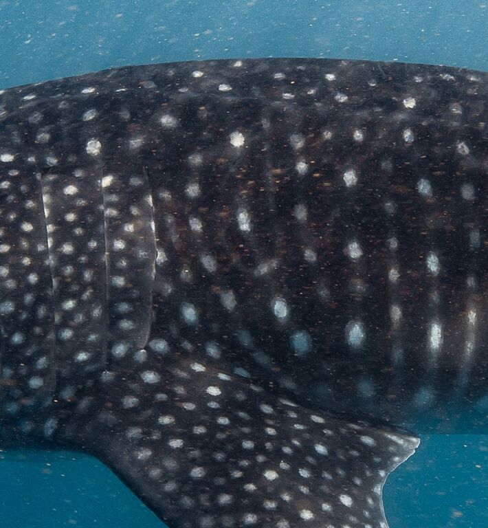 0225ad08-4d2b-4906-9e17-41c23a61e5ab