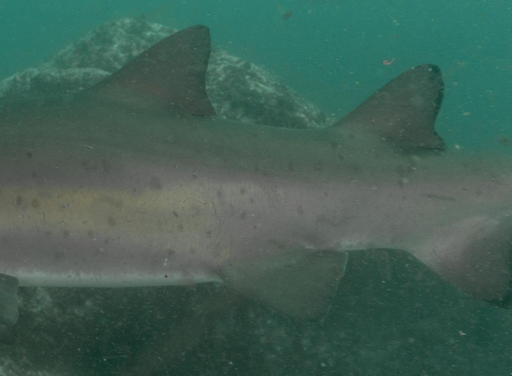 d815aa1e-9275-4db8-b619-4c1528ecf50d