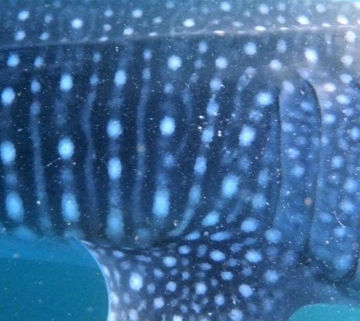 e7e64d88-44a7-4d6d-86a6-8f8f1f29b74b