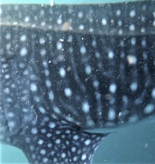 e7e64d88-44a7-4d6d-86a6-8f8f1f29b74b