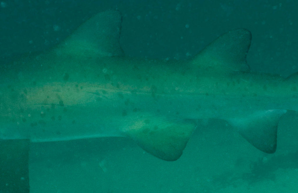 1a2cd14e-cf21-426a-8db2-fb3d665a848f