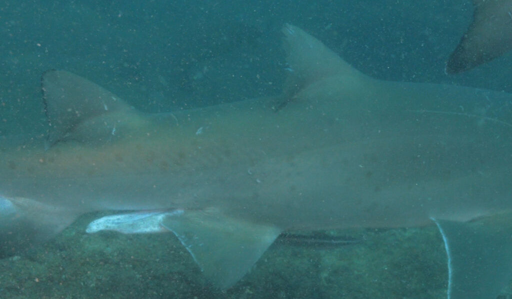 1f8a3f8a-08ed-43f0-a56e-f41f0c906584