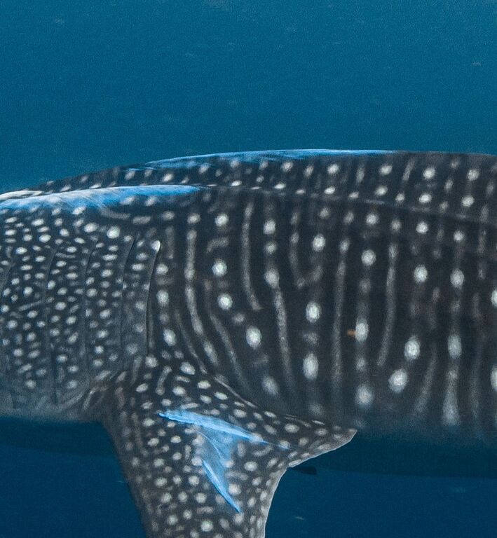 bac33687-bc20-40ab-b3a3-a63ccc187dfc