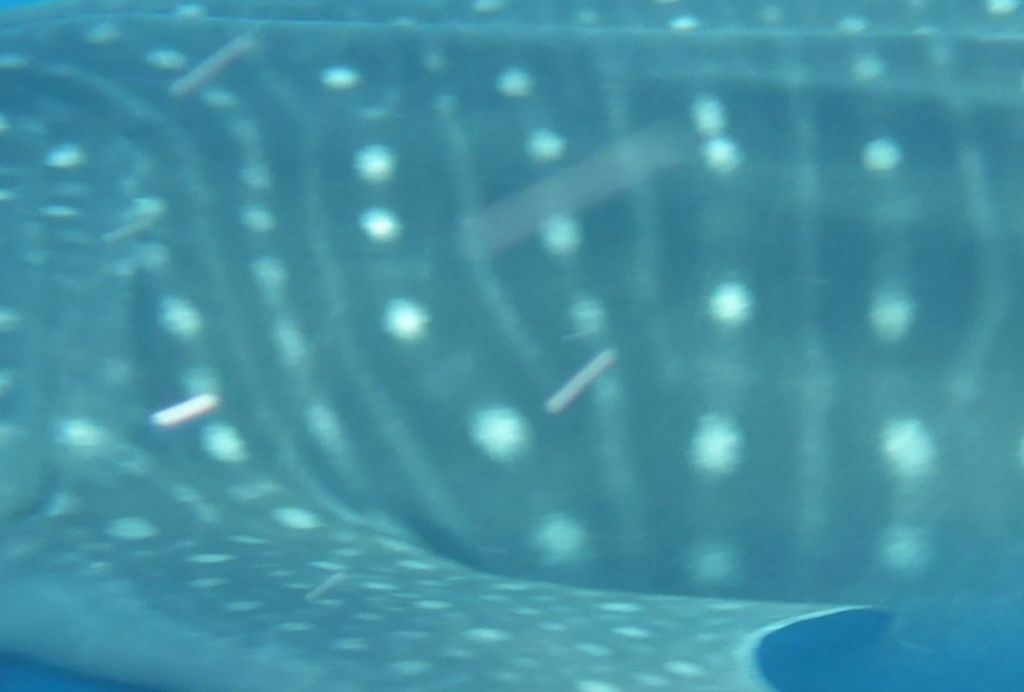 0451018a-81dd-4565-a515-a451f1f506b0