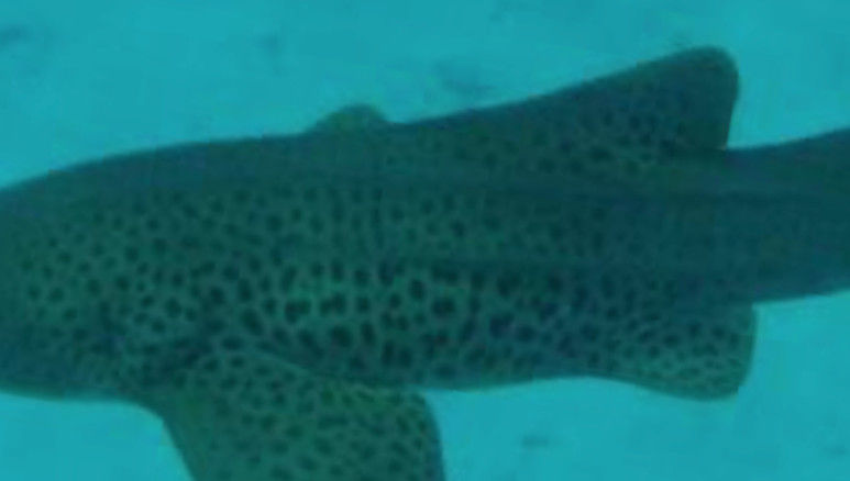 24c955ab-7782-4986-b306-854e9311b6e5