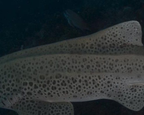 62a3d669-e9ce-47c9-a243-6928a8df430b