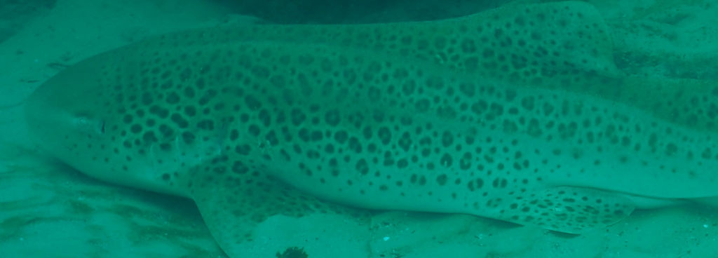 6f3f6863-d4fd-4066-acd1-c0df30963788