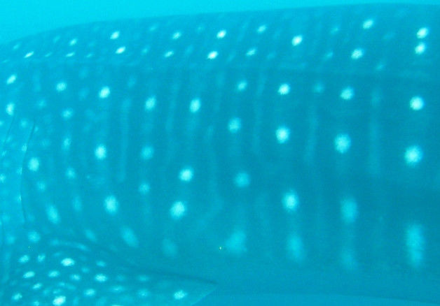 2703df99-ea4b-4b82-8926-34d548a806d7