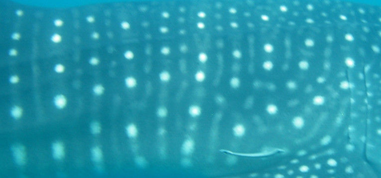 2703df99-ea4b-4b82-8926-34d548a806d7