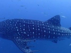 ac7e6a43-8892-4d3f-961c-04f837e6e2bf