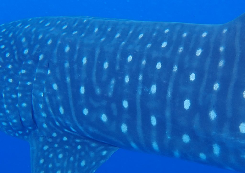 9481c412-97aa-44de-92e9-7a353337c084