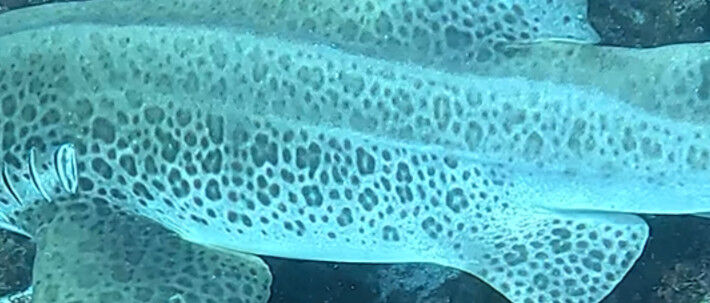 dde8757c-456d-4a76-8567-1aa76542d964