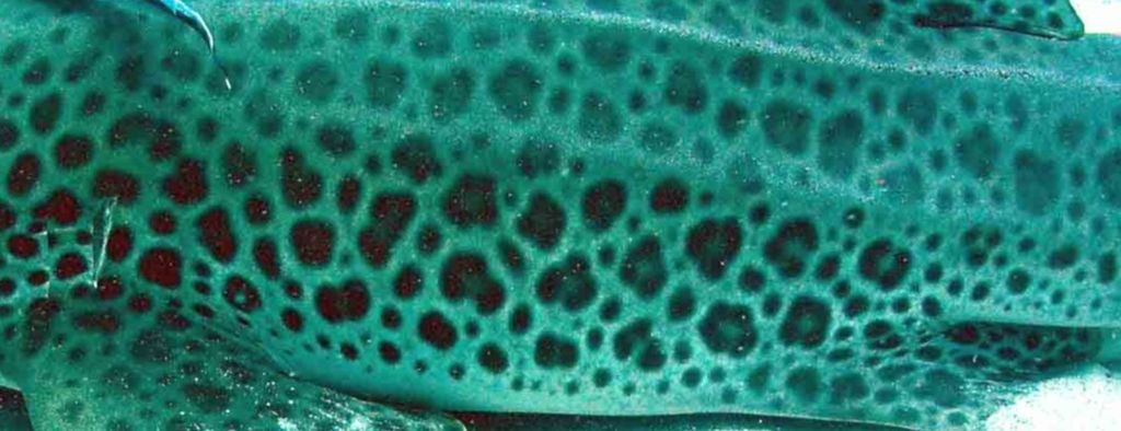 52b4624f-6769-4cd1-b8d3-09f71e94f7c5