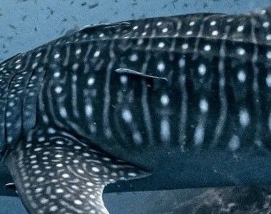 93ccac9d-9702-47cb-907b-506096a40df2