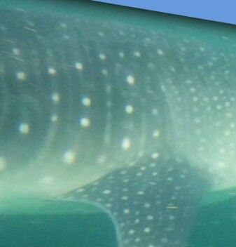 631ec6a0-fb8c-4195-bd07-90f47dc4f27a