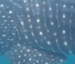 4f09aec3-c025-4a08-bae7-a4f3843c2b0c