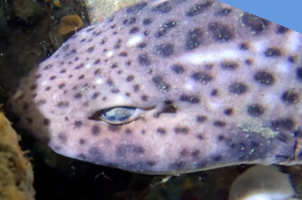 9ffed4a1-f7c7-431b-82fa-a87a2e9266e4