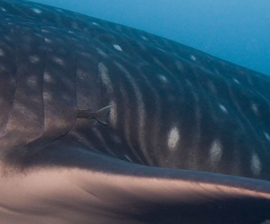 d9641777-ac60-47f4-819b-48d44240c9d3