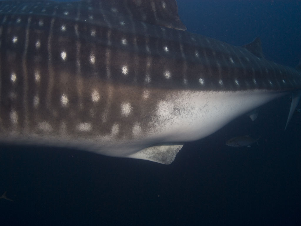 d9641777-ac60-47f4-819b-48d44240c9d3