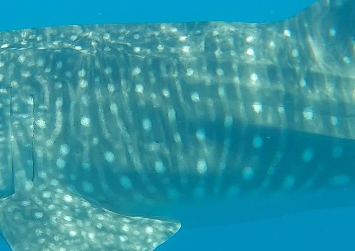 1df496c0-bed4-4b38-bfac-b6f121b45f23