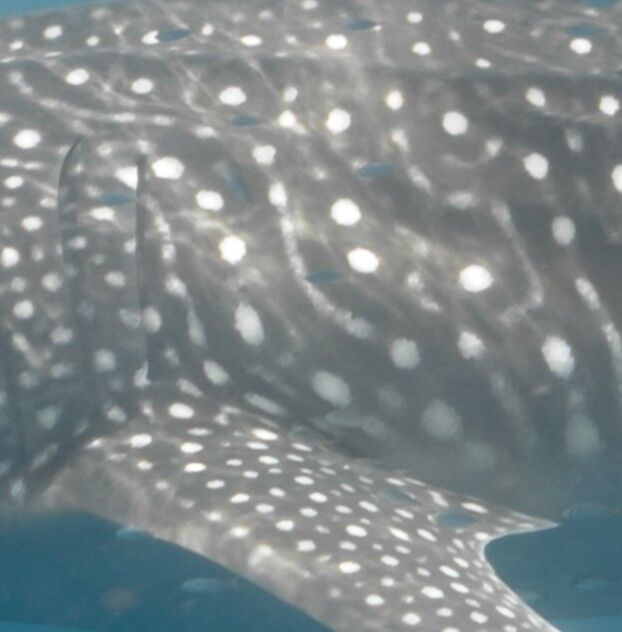 d332730a-81d4-4204-8e4c-1afcac5ae034