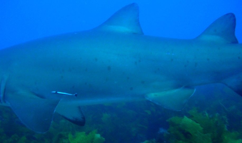 bac68782-2f52-479c-b0d0-aabf6434bc7e