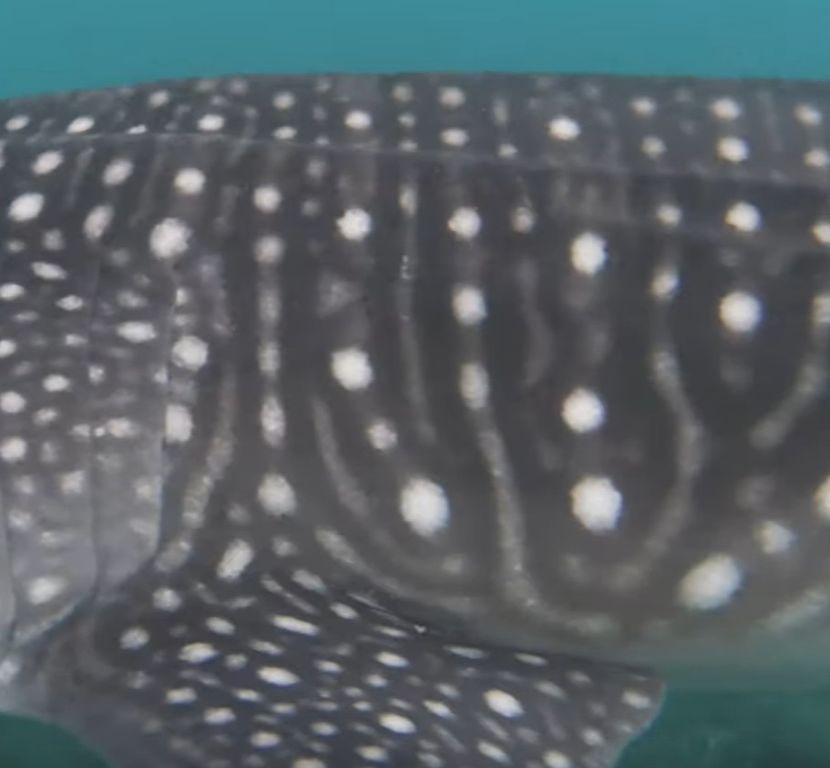 77ffe3e3-9d3e-4541-939f-5a58f8a02c47