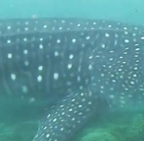 77ffe3e3-9d3e-4541-939f-5a58f8a02c47