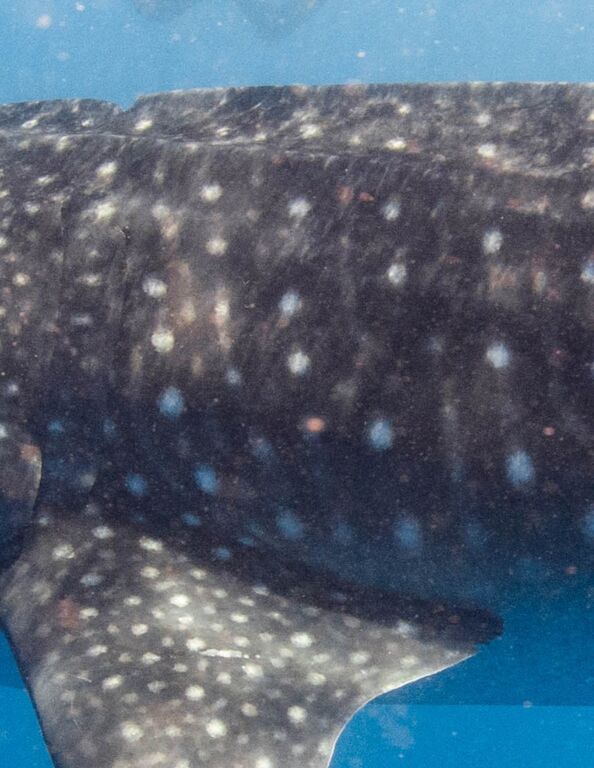 8178687b-509b-456c-96c0-45139cfd1e8a