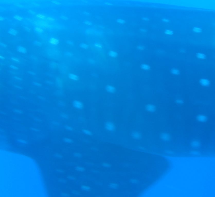 aaa76733-15ec-4841-878e-ee9c7d12b3b9