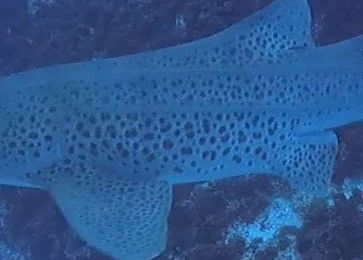 2fb72a87-0f8b-406d-9ade-bf1d2fa8f619