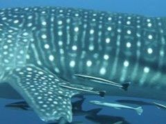 62c03fc2-d7f8-4ec6-90ee-c376c86dc8cf