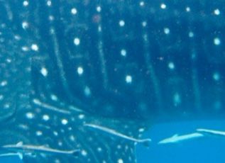 084d16e7-d188-401e-81f4-40a11249aa3e