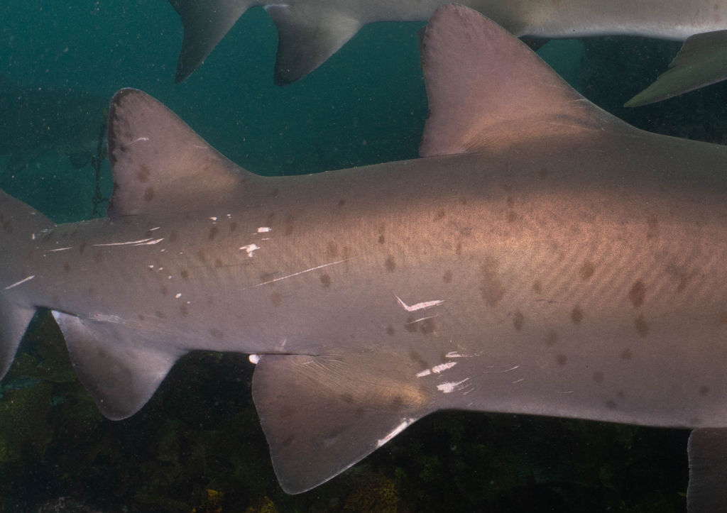 0a30063f-dce9-4585-8853-db9260967d20