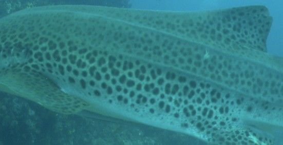 dae25d4a-559c-49c4-b67f-936df9ec44e0